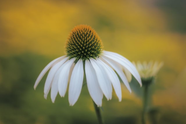 Solhat 'White Lustre'