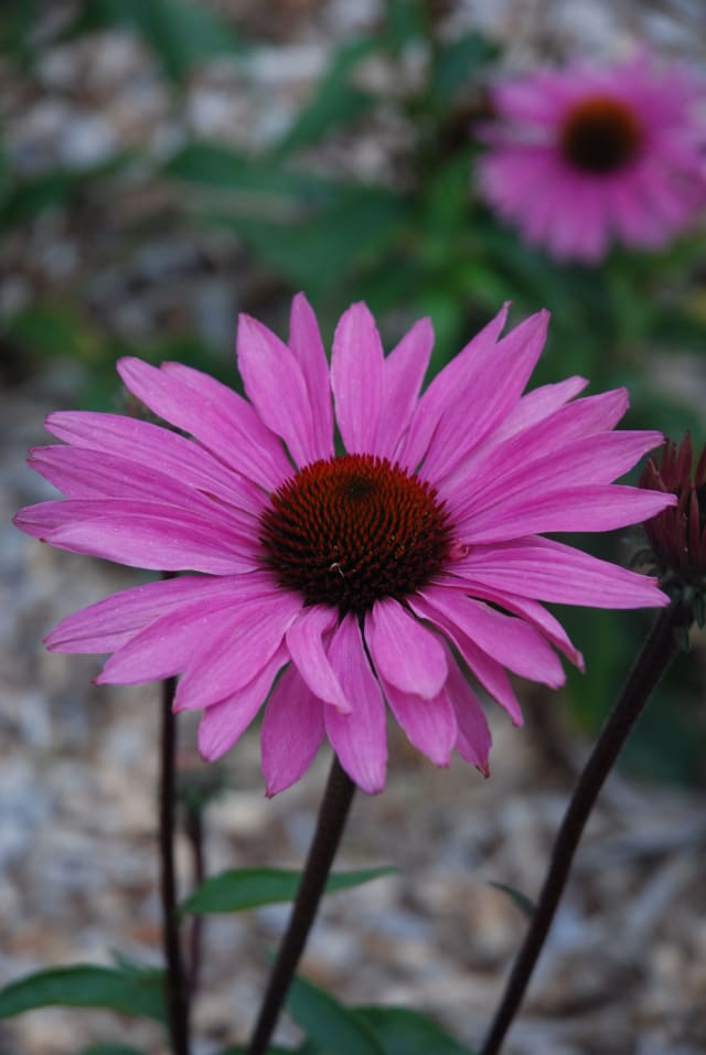 Solhat 'Sparkler' — Echinacea purpurea 'Sparkler'