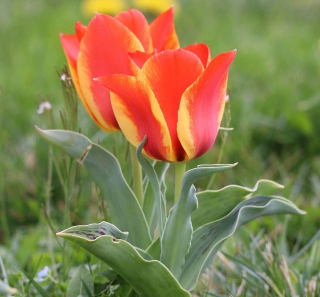 Alberts Tulipan