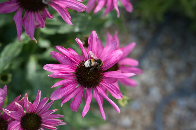 Solhat 'Springbrook's Crimson Star' — Echinacea purpurea 'Springbrook's Crimson Star'