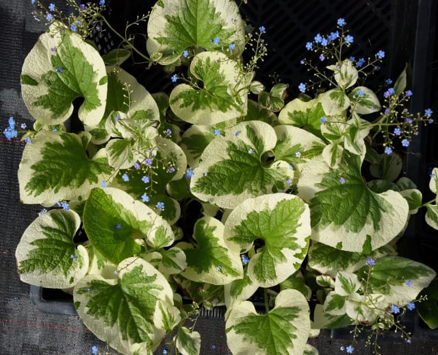 Kærmindesøster 'Dawson's White' — Brunnera macrophylla 'Dawson's White'