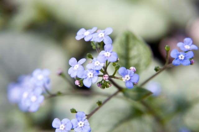 Kærmindesøster 'Looking Glass' — Brunnera macrophylla 'Looking Glass'