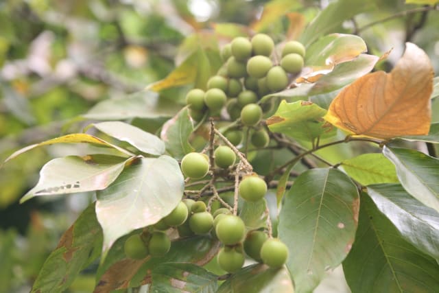 Sæbetræ — Sapindus saponaria
