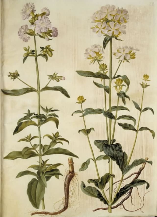 Sæbeurt 'Flore Pleno'