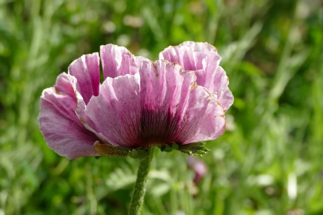 Tyrkisk Valmue 'Patty's Plum'