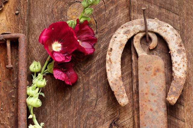 Stokrose — Alcea rosea
