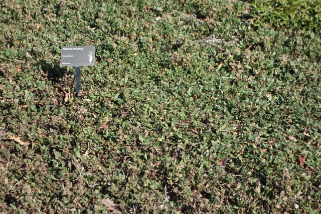 Præriemalve — Sidalcea malviflora