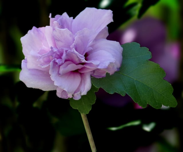 Syrisk Rose