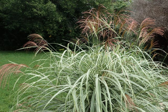 Elefantgræs 'Variegatus' — Miscanthus sinensis 'Variegatus'