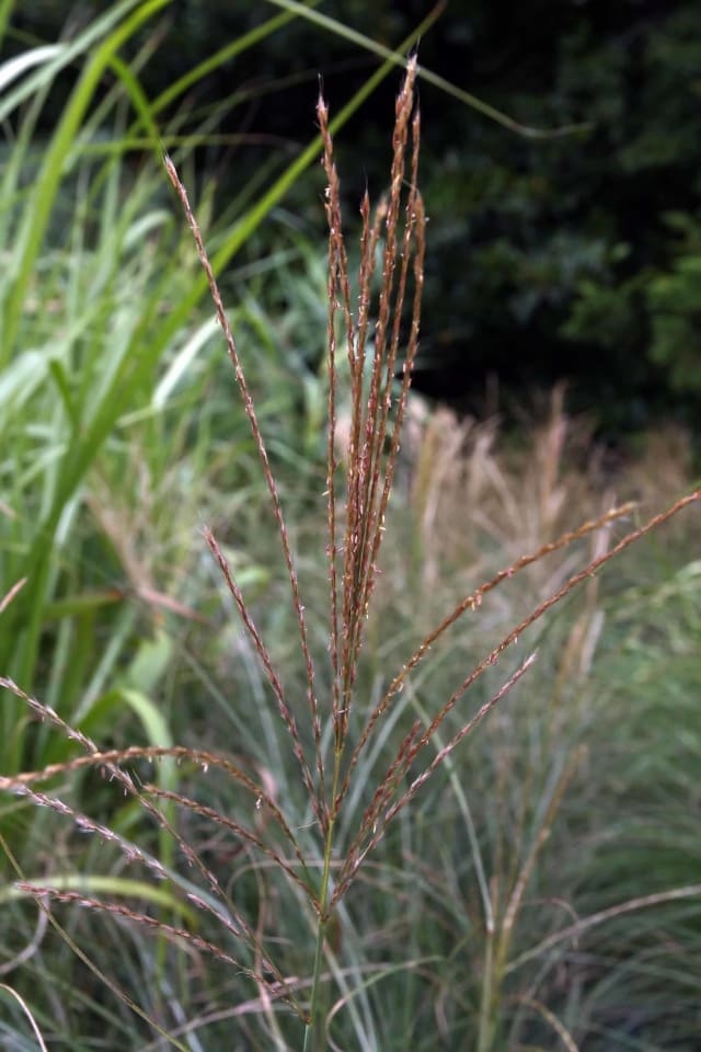 Orange Flammegræs 'Purpurascens'
