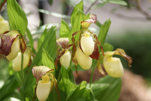 Kentucky-Fruesko — Cypripedium kentuckiense
