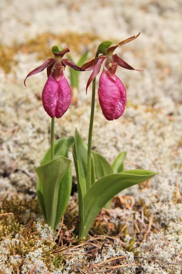 Lyserød Fruesko — Cypripedium acaule