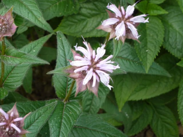 Østlig Hestemynte — Monarda bradburiana