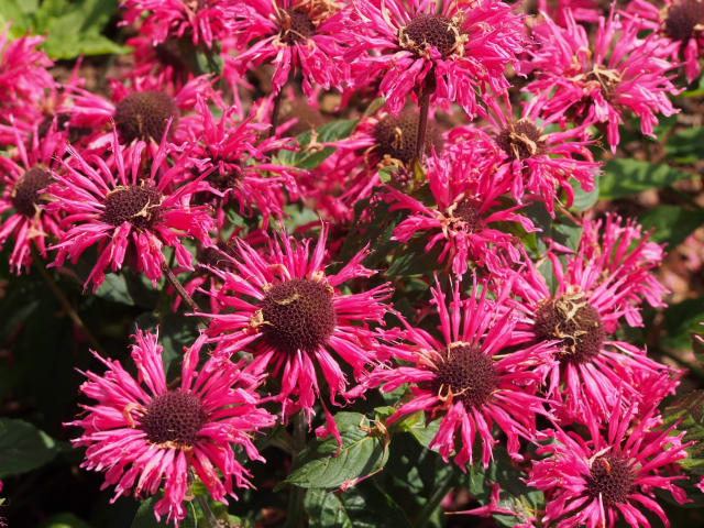 Hestemynte 'Pink Lace'