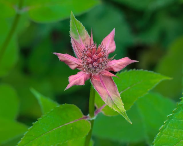 Hestemynte 'Gardenview Scarlet'