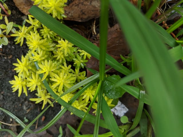 Stenurt (Sedum lineare) — Sedum lineare