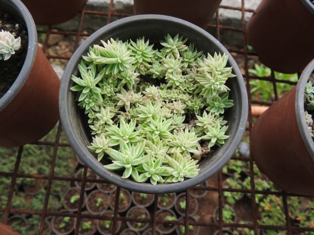 Stenurt 'Variegatum' — Sedum lineare 'Variegatum'