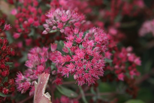 Stenurt 'Rosy Glow' — Sedum 'Rosy Glow'