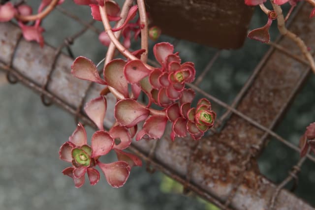 Stenurt 'Voodoo' — Sedum spurium 'Voodoo'