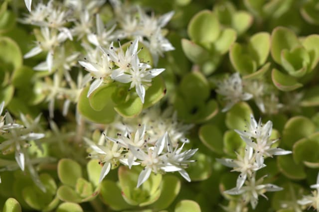 Trebladet Stenurt — Sedum ternatum