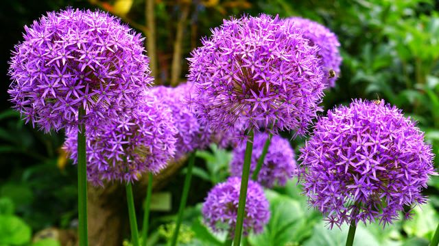 Prydløg 'Lavender Bubbles'
