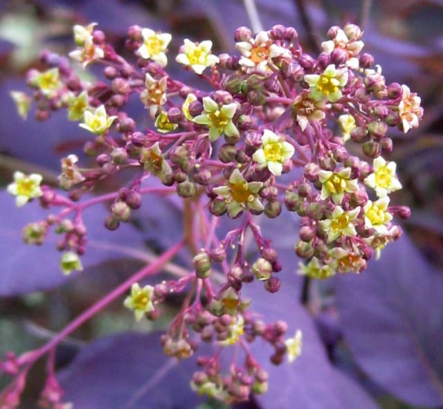 Rødbladet parykbusk — Cotinus coggygria