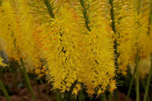 Kleopatras nål — Eremurus x isabellinus 'Solid Yellow'