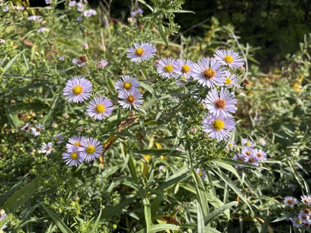 Høstaster 'Blue Lagoon'
