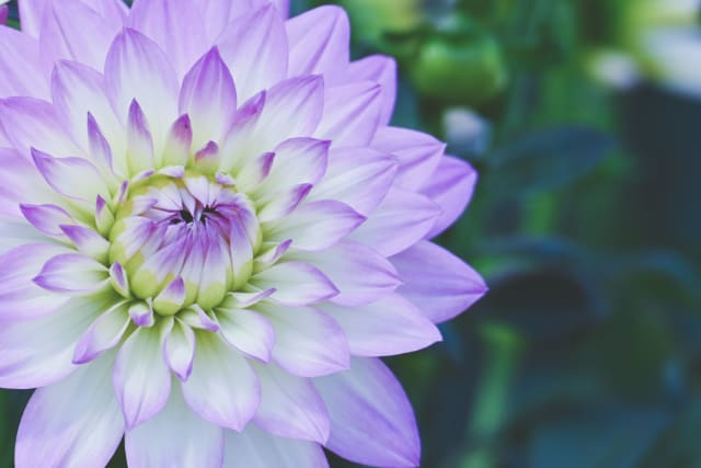 Georgine 'Lavender Chiffon'
