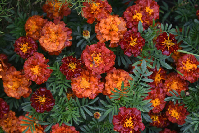 Studenterblomst 'Strawberry Blonde'