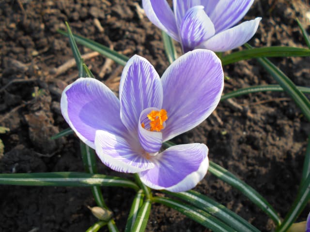 Vårkrokus 'Pickwick'