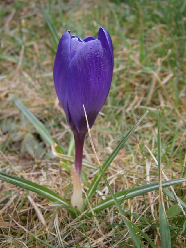 Vårkrokus 'Remembrance'