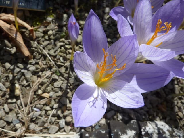 Praktkrokus