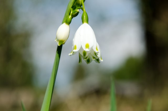 Sommerknyst
