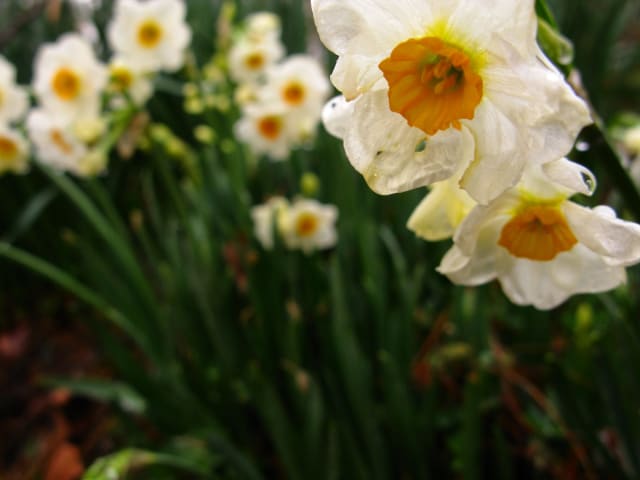 Narcis 'Geranium'