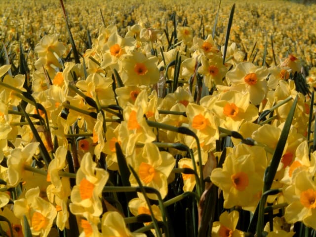Narcis 'Golden Dawn'