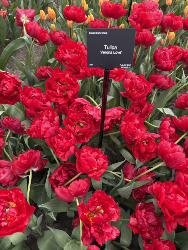 Tulipan 'Verona Love'