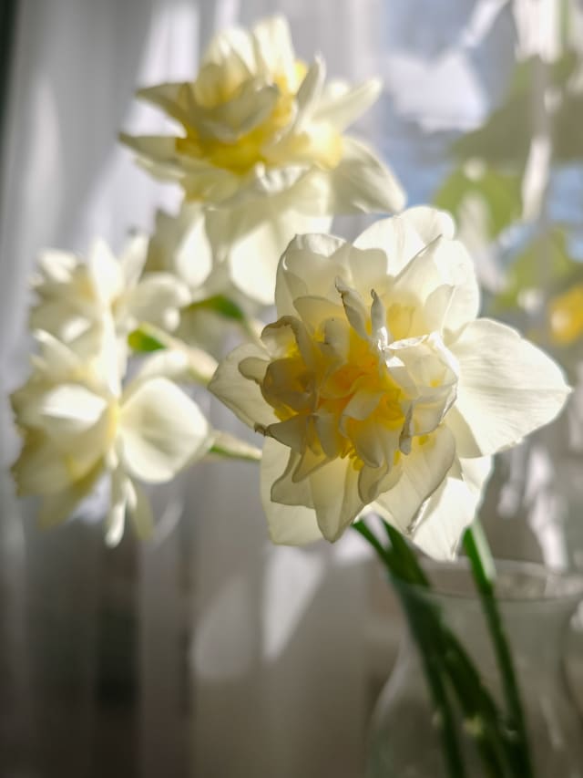 Dobbelte Påskelilje 'Rose of May'