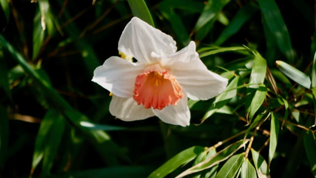 Påskelilje 'Pink Angel'