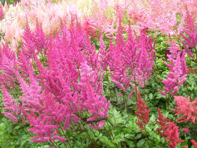 Astilbe 'Astary Pink'