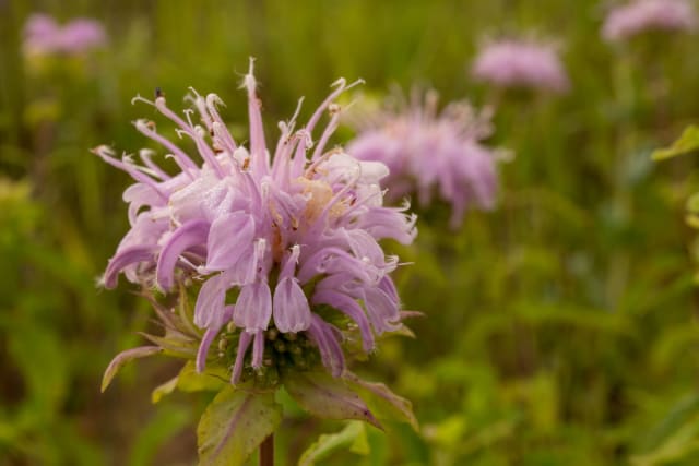 Hestemynte 'Pardon My Lavender'