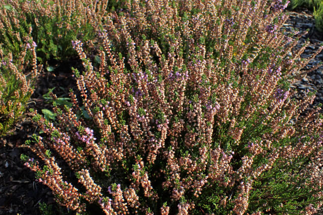 Hedelyng 'Spring Torch'