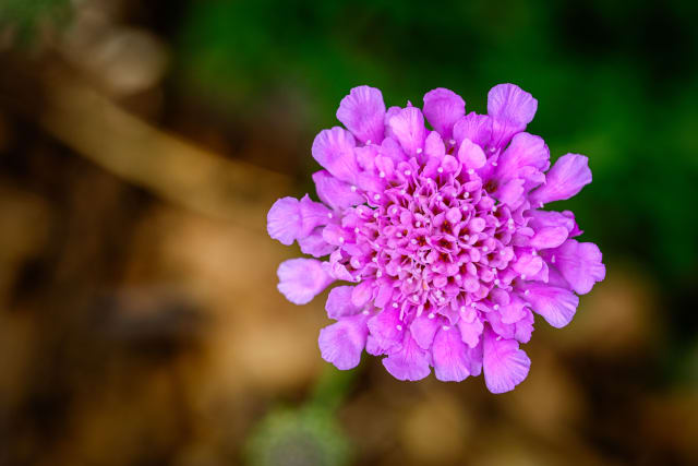 Skabiose 'Vivid Violet'