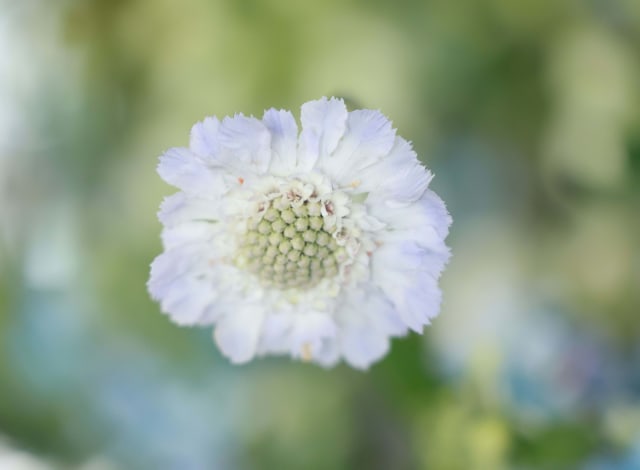 Hvid Skabiose 'Alba'