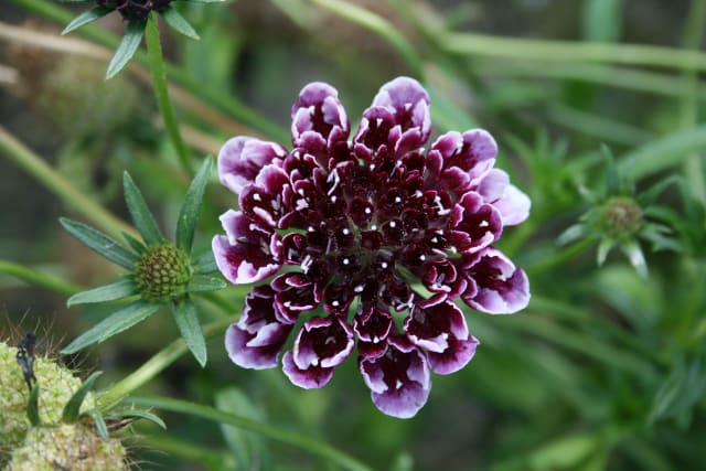 Skabiose 'Beaujolais Bonnets'