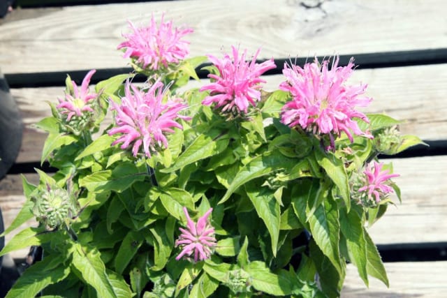 Hestemynte 'Petite Wonder' — Monarda 'Petite Wonder'