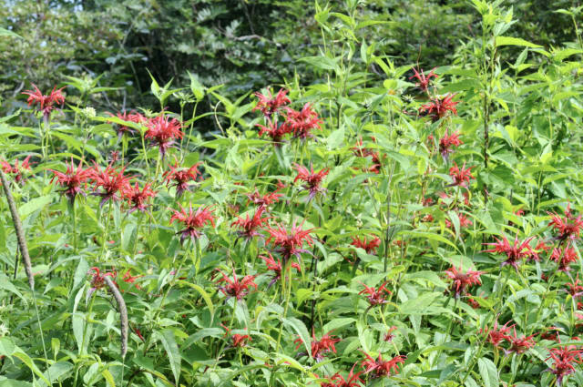 Hestemynte — Monarda didyma
