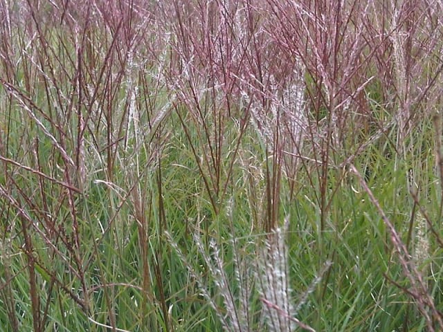 Elefantgræs 'Nippon' — Miscanthus sinensis 'Nippon'