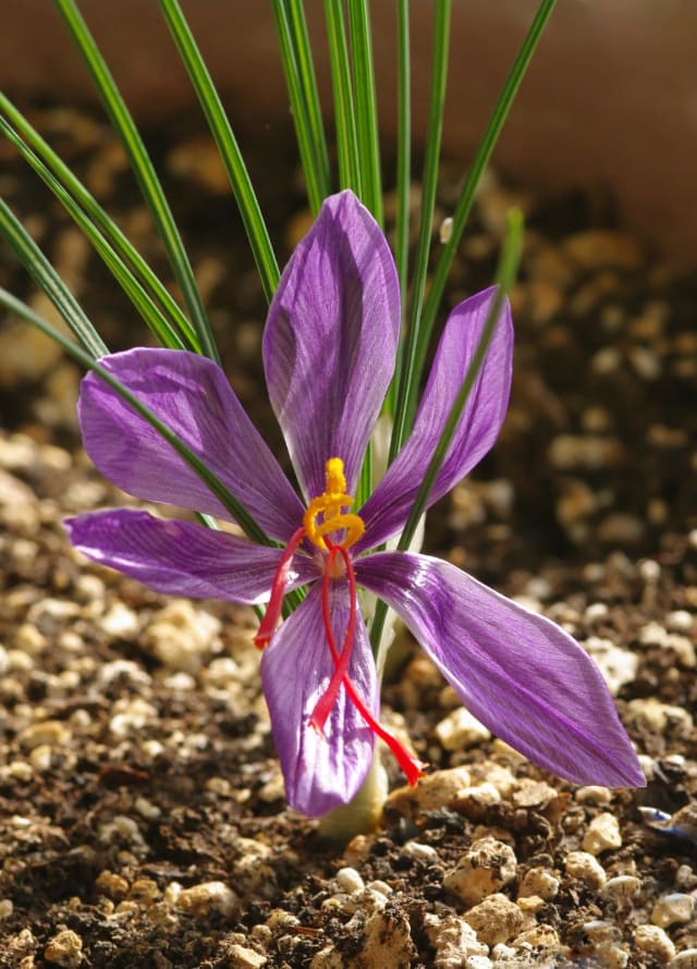 Safrankrokus