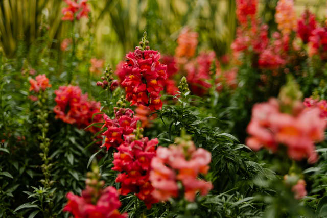 Løvemund 'Snaptastic Orange Flame'